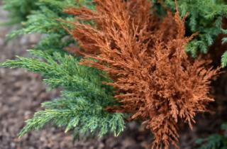 Пожелтение можжевельника чаще вызывает грибок шютте — агрономы