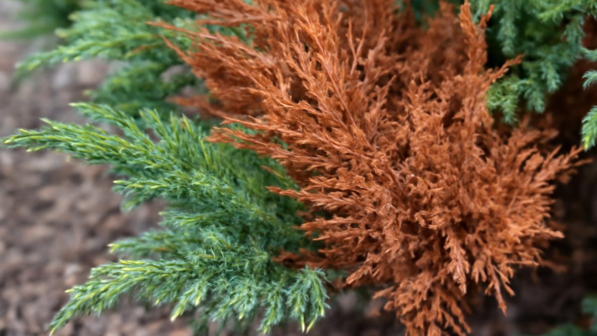 Пожелтение хвои можжевельника