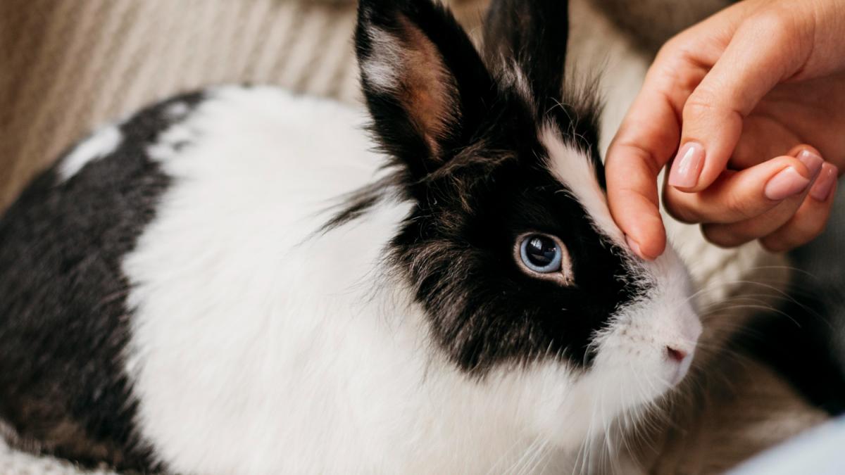 Домашний кролик Домашний кролик