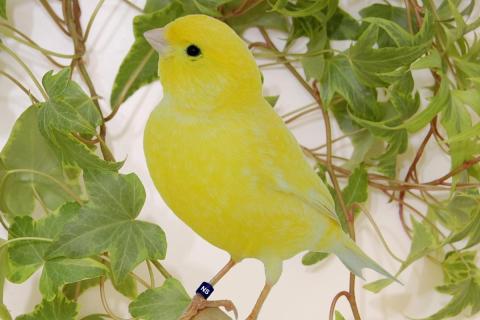 Дети с канарейками лучше справляются со школьной программой