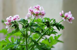 Перестановка горшка вглубь террасы снижает риск охлаждения герани