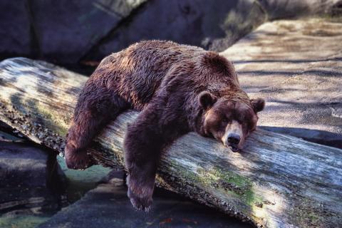 Как гены млекопитающих могут изменить подход к лечению ожирения