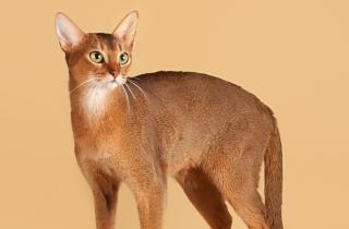 Ветеринары: кошку можно оставить одну не более чем на 72 часа при наличии еды и воды