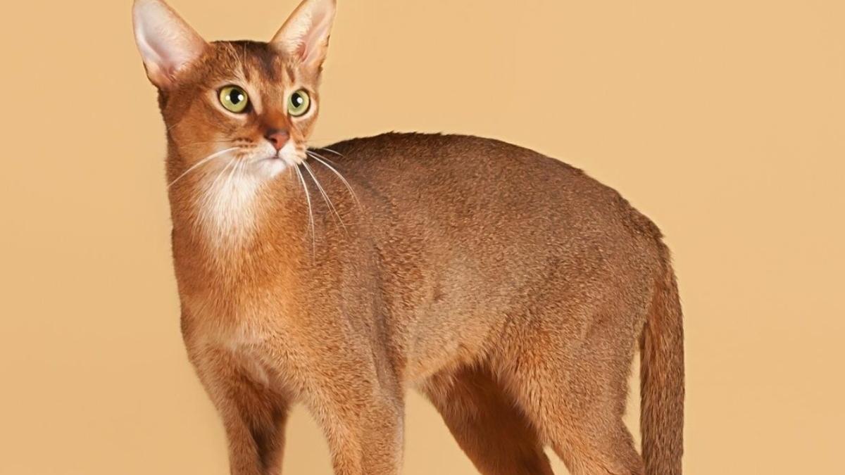 Абиссинская кошка Абиссинская кошка