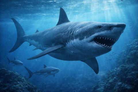 Хозяева морской архитектуры возвращаются: призрачная популяция акул годами жила рядом