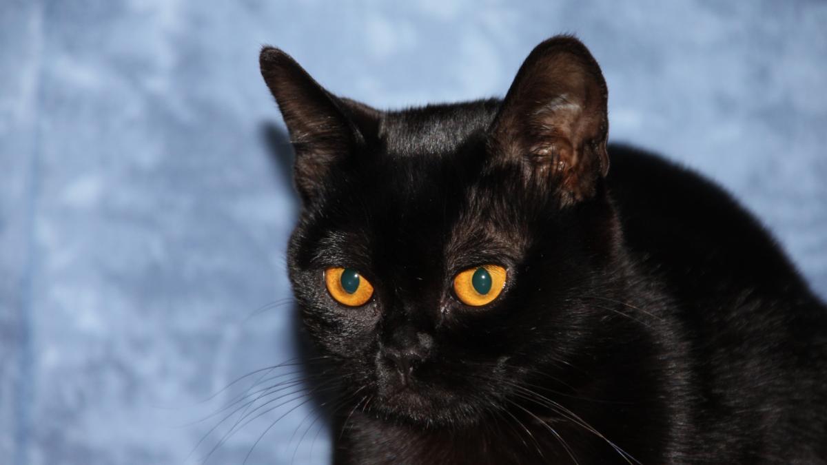 Черная кошка Черная кошка