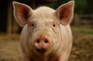 У свиней выявлен остеоартрит при интенсивном содержании — зоотехник Матарагка