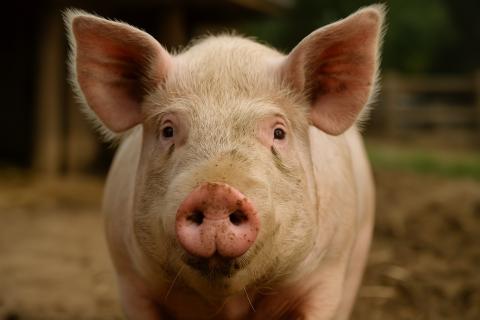 У свиней выявлен остеоартрит при интенсивном содержании — зоотехник Матарагка