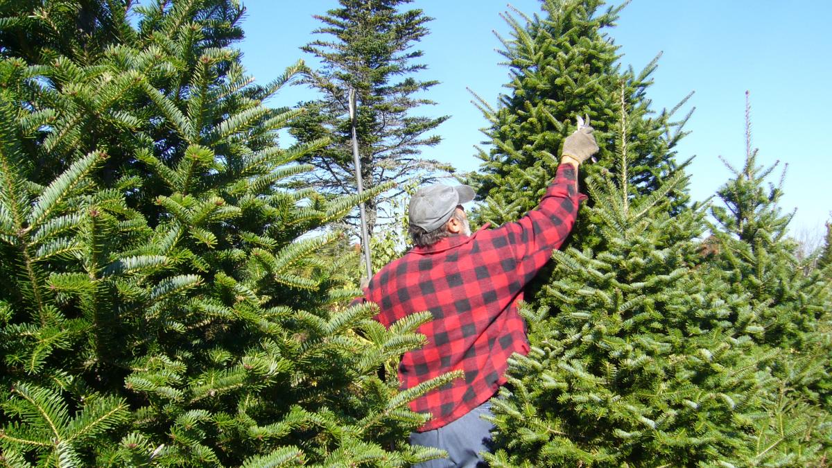 Balsam Fir Christmas Tree Pruning