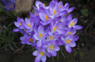 Агрономы: оптимальное время посадки тюльпанов и гиацинтов — сентябрь–ноябрь