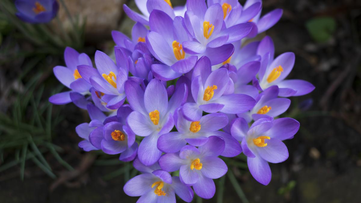 осенний крокус осенний крокус