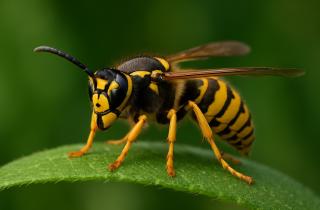 Садовод Иван Петров: осиные матки выбирают дыры в земле для зимовки