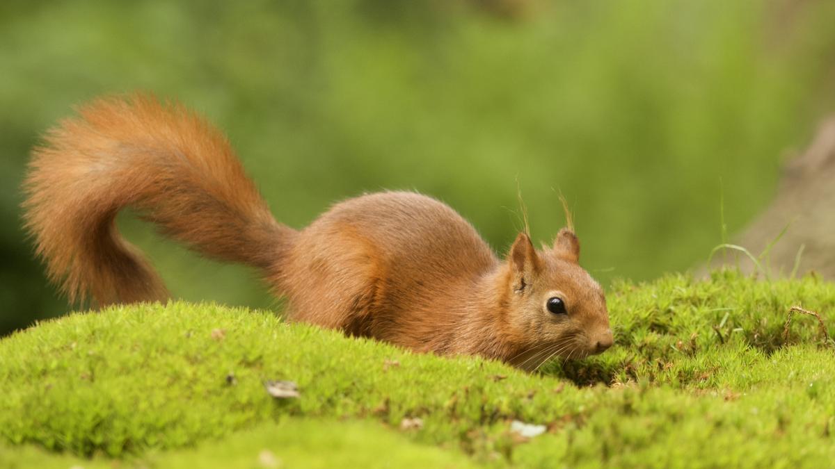 Бельчонок в лесу