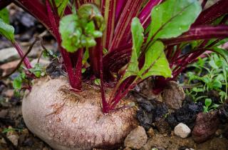 Подзимний посев свёклы требует выбора холодостойких сортов для стабильного урожая