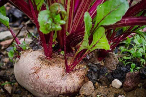 Подзимний посев свёклы требует выбора холодостойких сортов для стабильного урожая