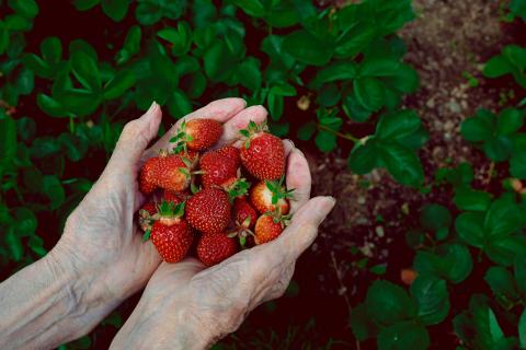 Лунные ночи делают клубнику слаще: проверяем миф — агрономы