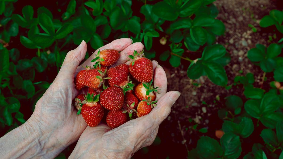 Ягоды клубники в ладонях садовода