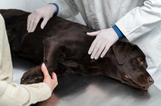 Послеоперационный уход ускоряет восстановление собаки