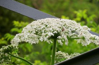 В Свердловской области создадут группу по борьбе с инвазивными растениями