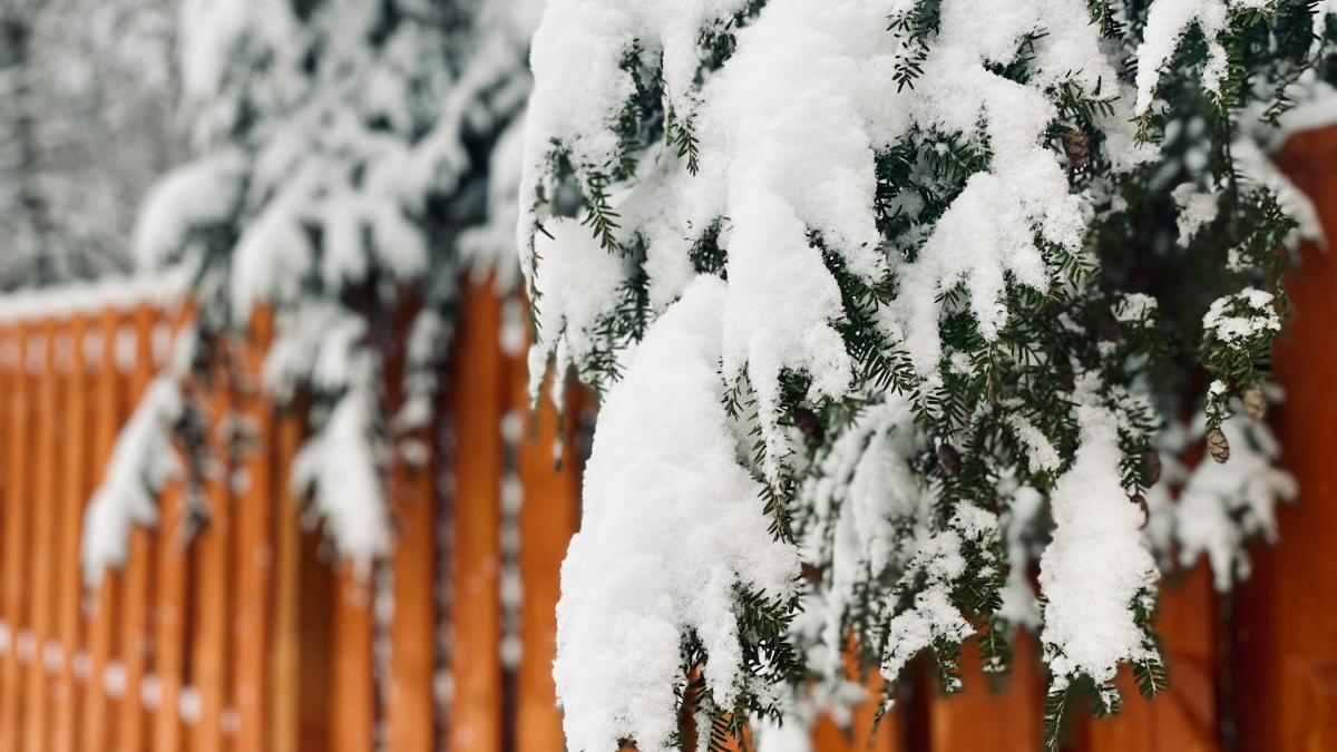 Природа зимой