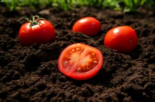 Огородники разработали простой рецепт маринованных помидоров без специй