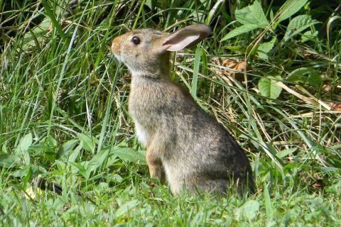 Кролики рождают до 12 детёнышей, зайчихи — до 6: биологи рассказали о различиях видов