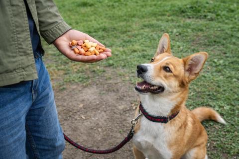 Когда собака неуправляема: кинолог раскрыл оптимальный срок обучения питомца