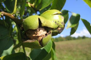Грецкий орех требует солнечного участка и дренированной почвы для посадки и роста