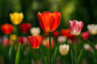 Учёные напомнили: тюльпаны укореняются при температуре почвы до +10 °