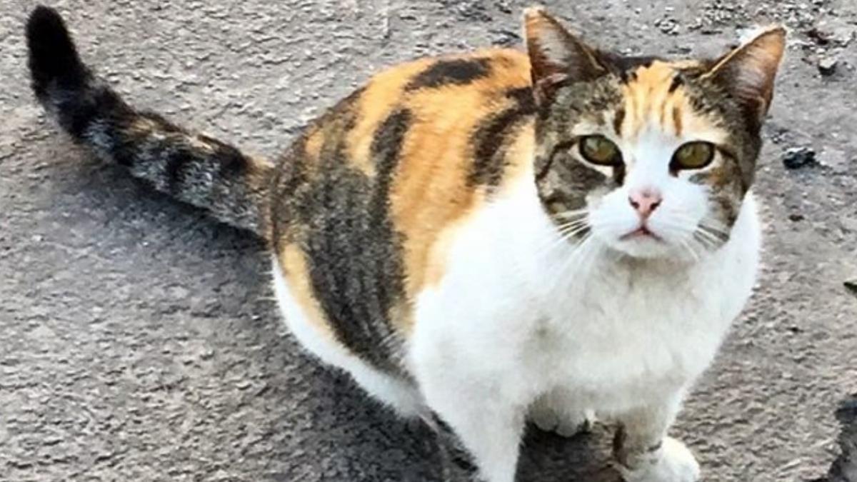 Трехцветная кошка Трехцветная кошка