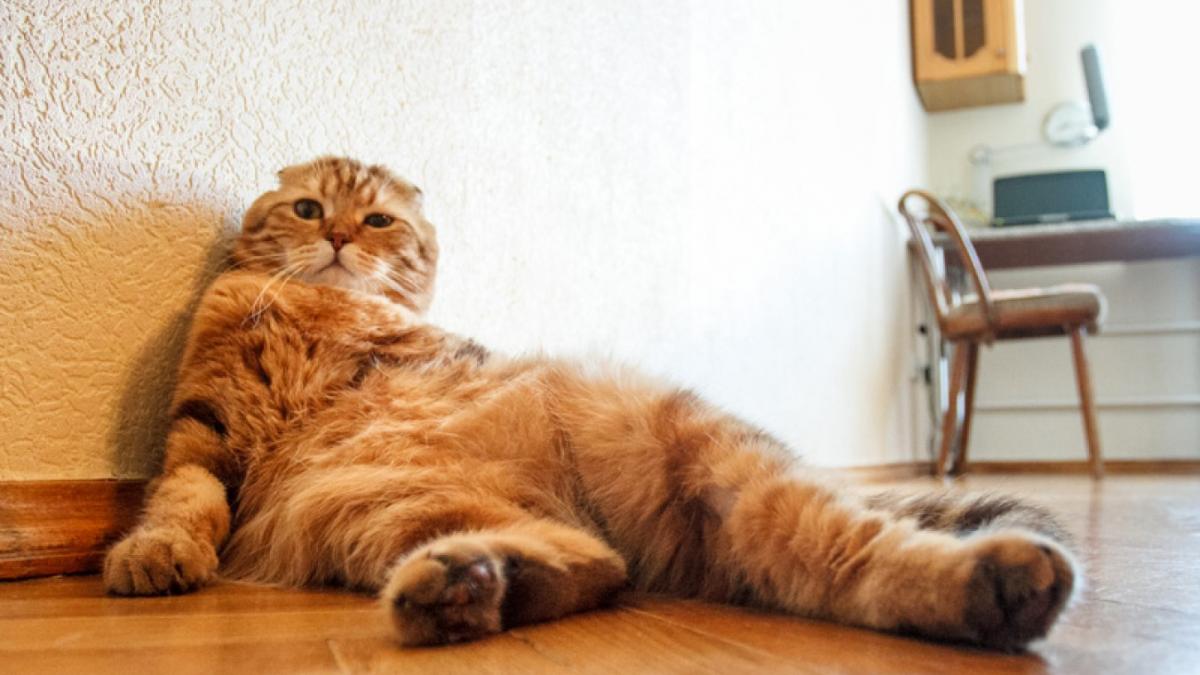 Толстый кот