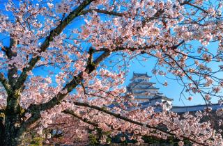 Блогер указал рост цен в Японии в конце декабря из-за праздничного спроса