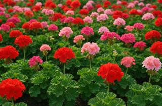 Подкормка герани зимой поддерживает её рост и цветение — цветоводы