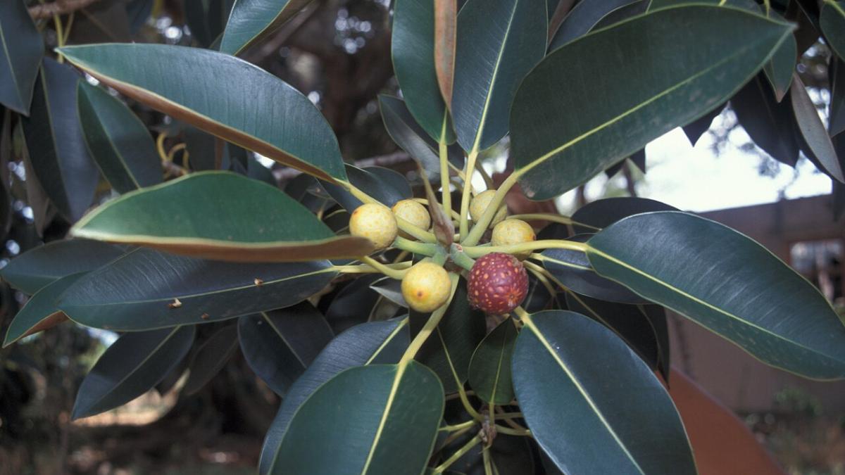 Фикус Фикус