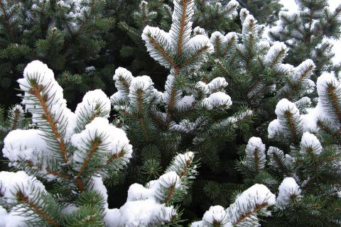 Ели, растущие над рудником Киттиля, содержат наночастицы золота — EM