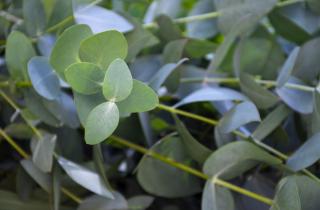 Поливал эвкалипт 