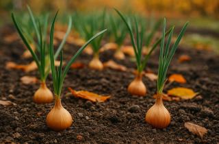 Агрономы: промышленная система хранения снижает потери лука с 60 % до 10 %