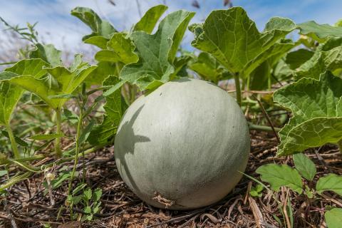 Технология посева дыни в Курской области: когда и как сажать для лучшего урожая