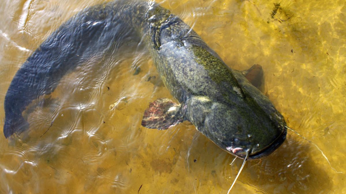 Silurus glanis from the Dnieper River