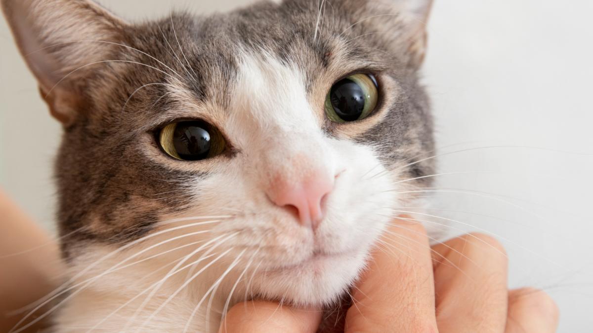 Кошка Кошка