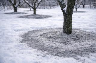 Таяние снега постепенно доставляет минералы золы в верхний слой почвы — дачники