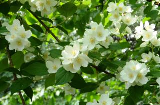 Жасмин не цветёт при тени и переувлажнении почвы — ландшафтный дизайнер Елена Лыкова