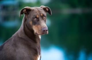 Поведение собак сигнализирует о боли и стрессе — Topetmou