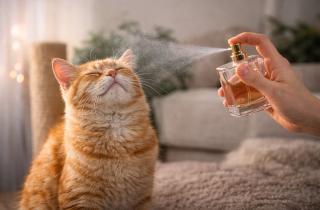 Чужая метка на родном плече: почему любимый парфюм превращает хозяина в опасного незнакомца