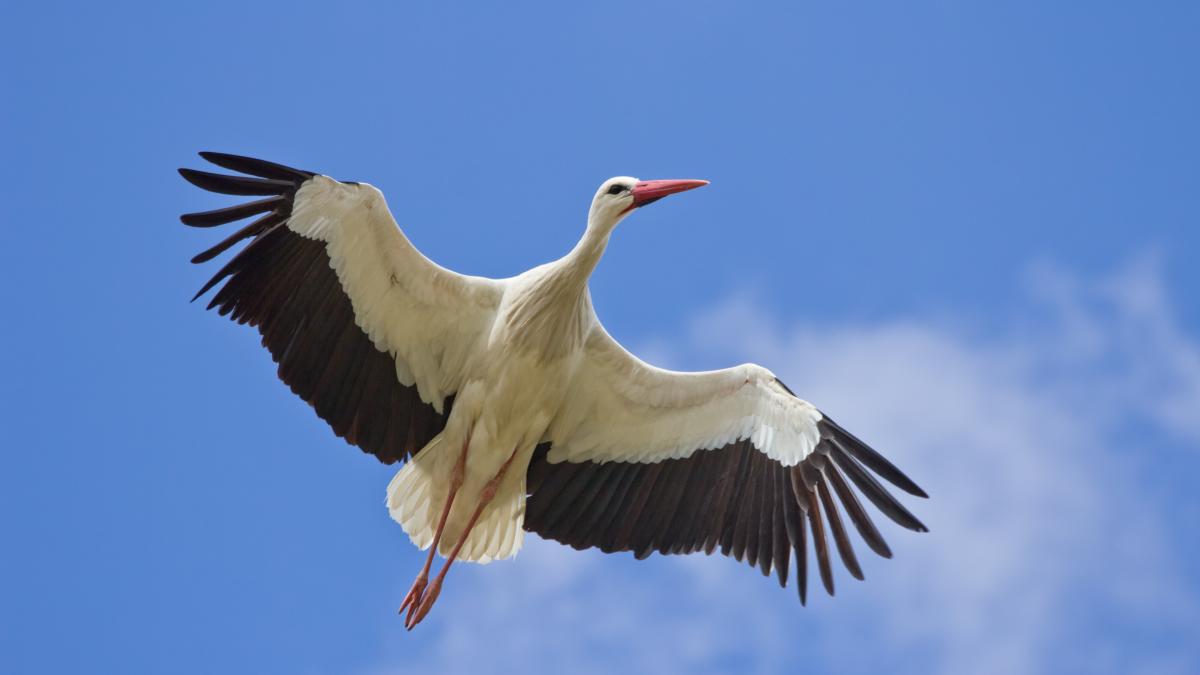 Белый аист (Ciconia ciconia) в Мадриде, Испания. Белый аист (Ciconia ciconia) в Мадриде, Испания.