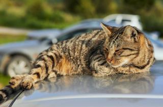 Кошка стала слишком ласковой и ходит по пятам — за этим может скрываться не только любовь