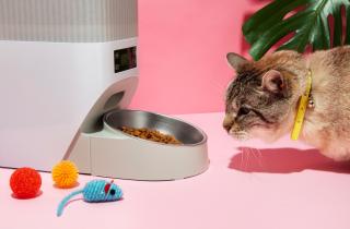 Миска полная — а кошка голодает: странная причина, по которой питомцы внезапно отвергают ужин