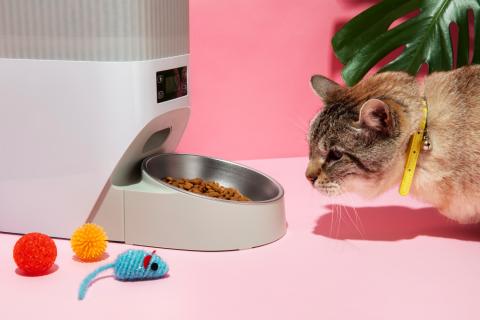 Миска полная — а кошка голодает: странная причина, по которой питомцы внезапно отвергают ужин