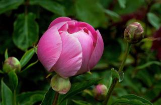 Пионы зацвели дружно — сдвинула посадку на неделю, но фишка — в глубине корневой шейки