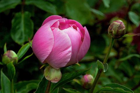 Пионы зацвели дружно — сдвинула посадку на неделю, но фишка — в глубине корневой шейки